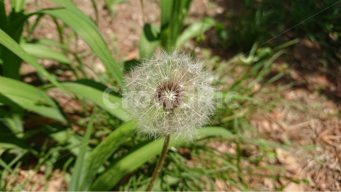 식물,민들레,민들레씨앗,봄,여름,풀,씨앗,야생화,봄,계절,spring,season,식물,자연,plants,nature,꽃,flower,plant,blossom