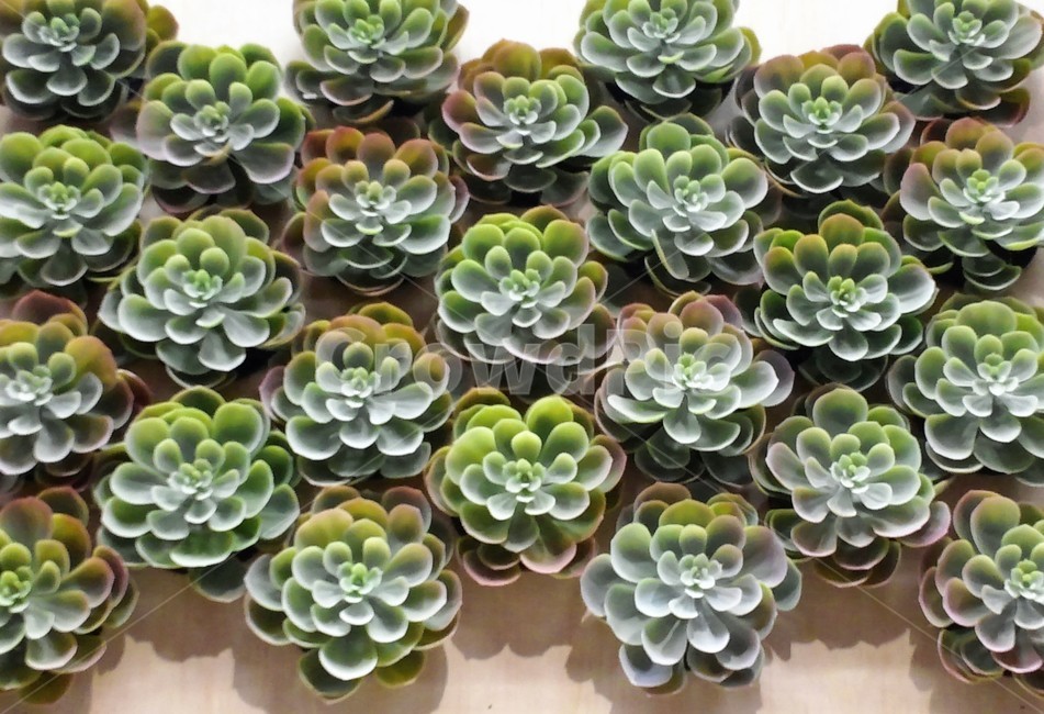 선인장,미니선인장,다육식물,화분,cactus,원예,실내식물,식물,자연,plants,nature