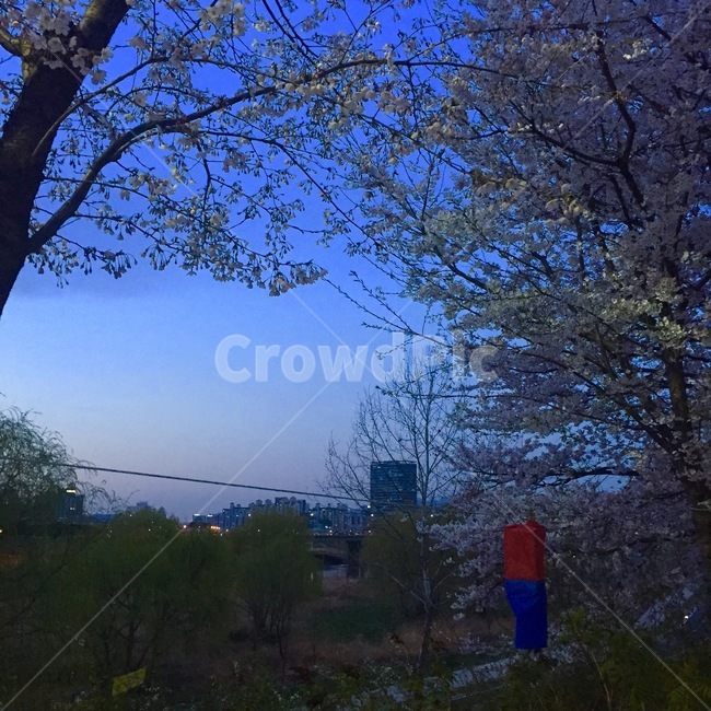 봄,벚꽃,노을,풍경,하늘,봄,계절,spring,season,자연,풍경,nature,landscape,tree,나무,plant,식물,tree trunk,나무 줄기