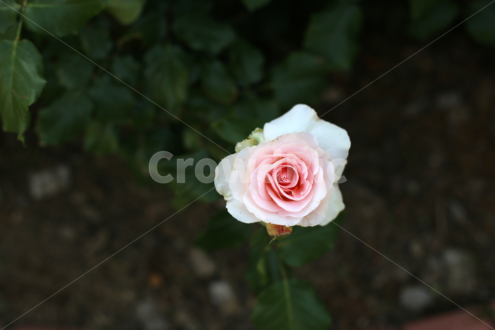장미,꽃,rose,감성,한송이,flower