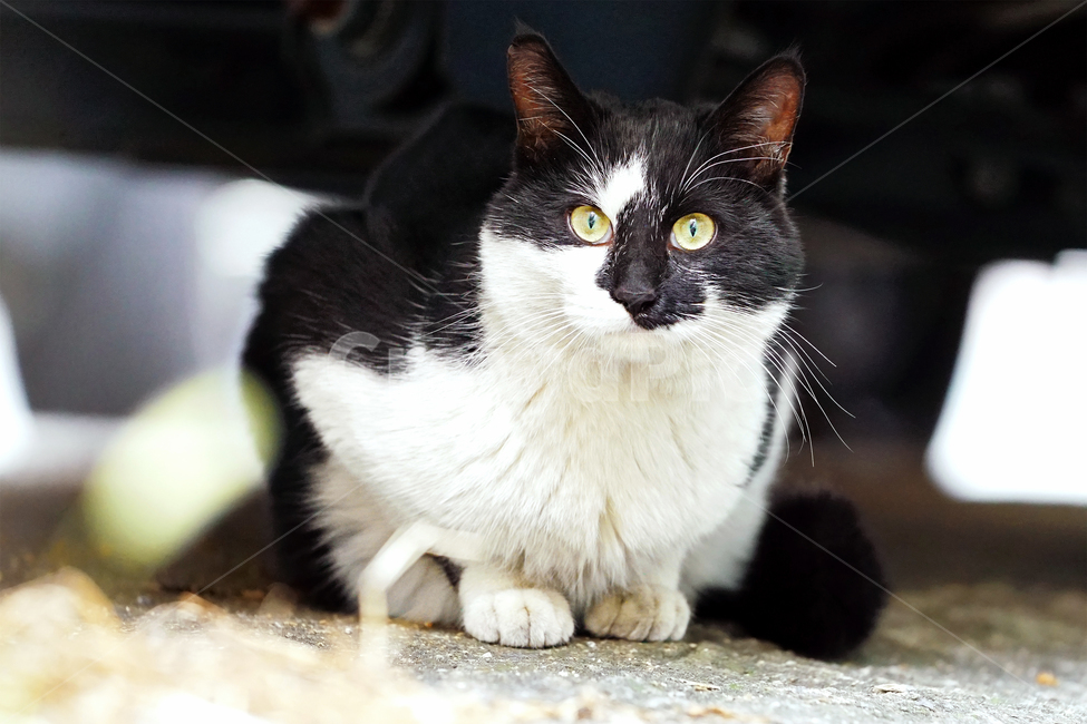 Meow,wild animals,cat cat,Pets,pet cat,stray cat,mammal,cat,animal,mammalia,pet