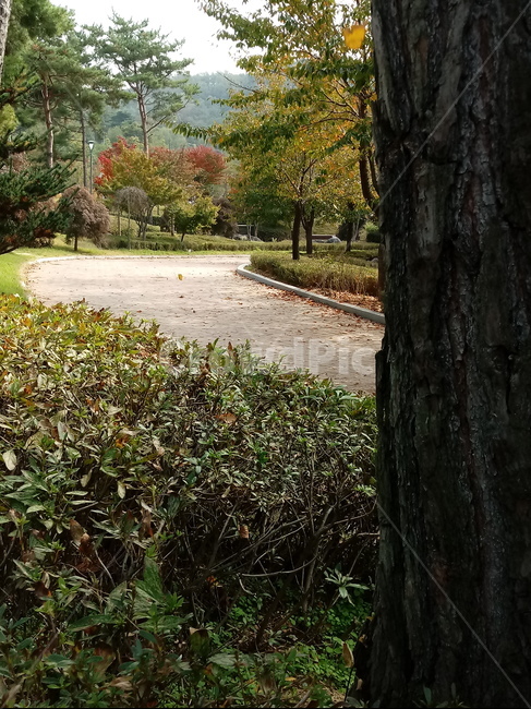 식물,plant,나무,길,산책로,tree,treetrunk