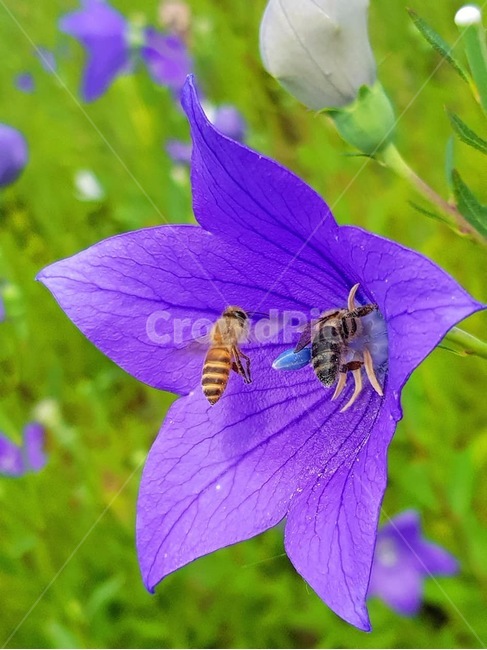 꽃,도라지꽃,보라색,벌,자연,식물,자연,plants,nature,꽃,flower,동물,animal,곤충,벌레,insect,bug