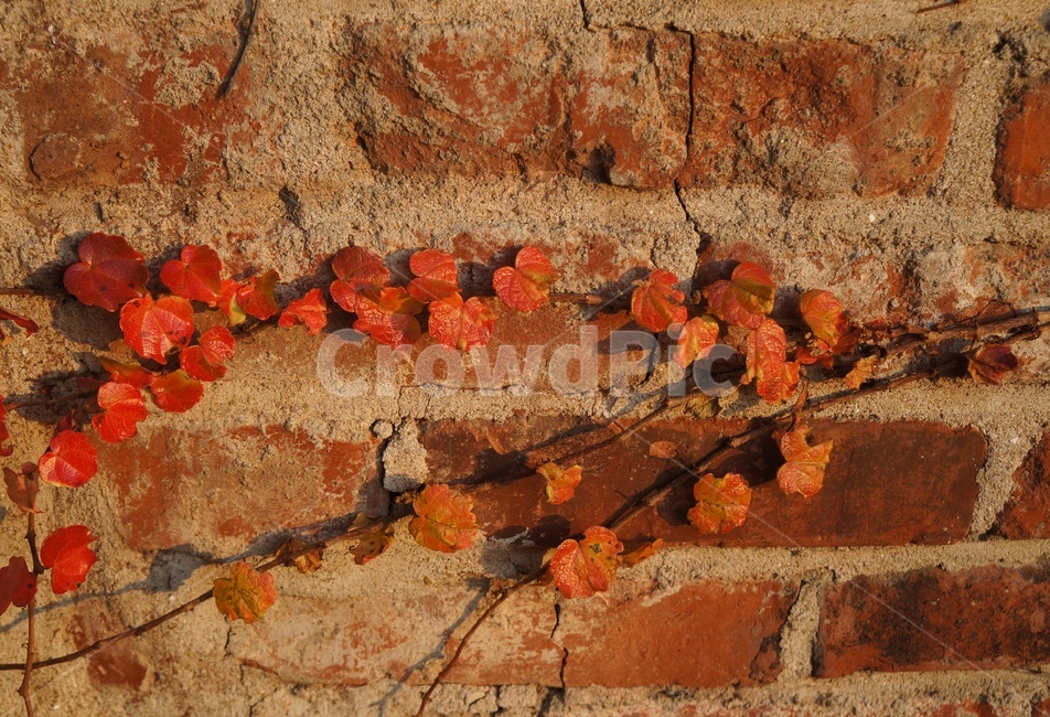 담쟁이덩굴,넝쿨식물,넌출성식물,ivy,아이비,빨간담쟁이,단풍,기어오르다,건물벽,담장,가을,빨간벽돌,가을,계절,fall,autumn,season,leaf,잎,plant,식물,tree,나무