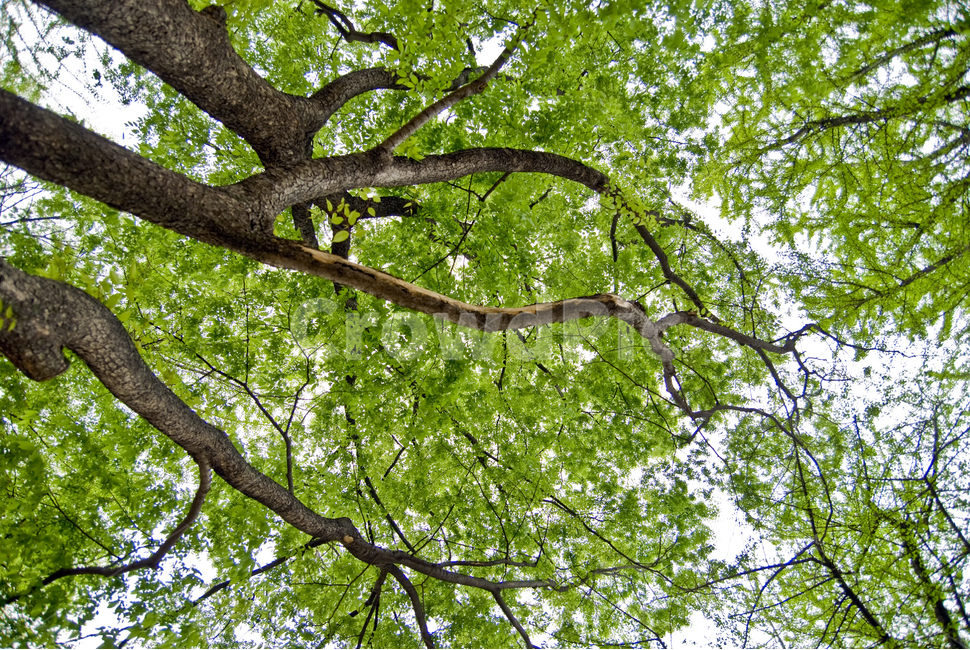 나뭇가지,무성한나무,기이한나무,녹색,식물,plant,나무,나무줄기,treetrunk,성장하다