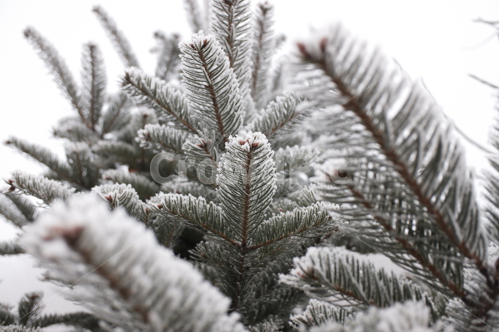 눈꽃,눈,plant,식물,tree,나무,ice,빙,옥외,outdoors,자연,nature,겨울,계절,winter,season