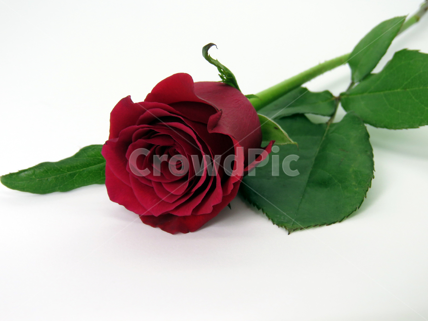 장미,빨간장미,redrose,red,redflower,꽃,flower