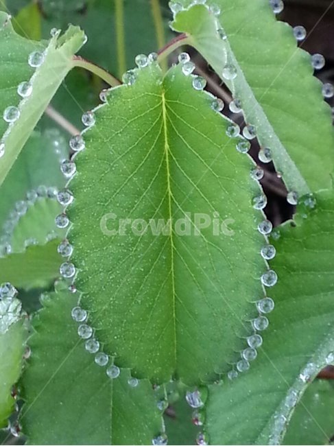 아침,이슬,진주,물방울,초록,식물,자연,plants,nature