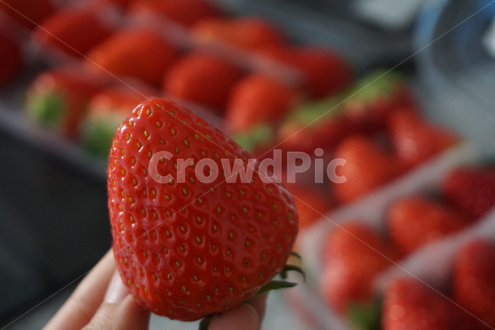 딸기,strawberry,과일,식품,맛있는것,과일,열매,fruit