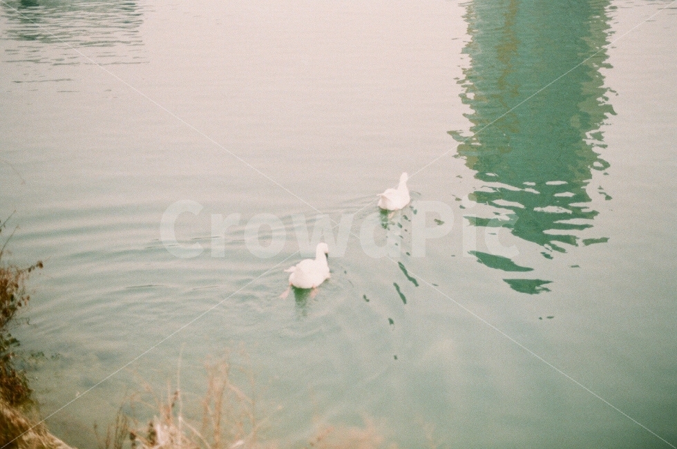오리,겨울,호수,필름사진,감성사진,여유,힐링,동물,자연,duck,winter,lake,sensitive,slow,healing,nature,zoo,동물,animal,감성,sensible,feeling,조류,새,birds