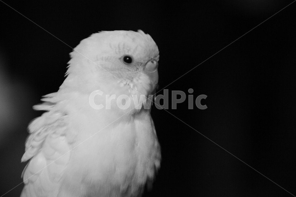 앵무새,사랑앵무,새,흑백,깃털,부리,동물,animal,조류,새,birds,흑백,모노톤,monochrome,black and white