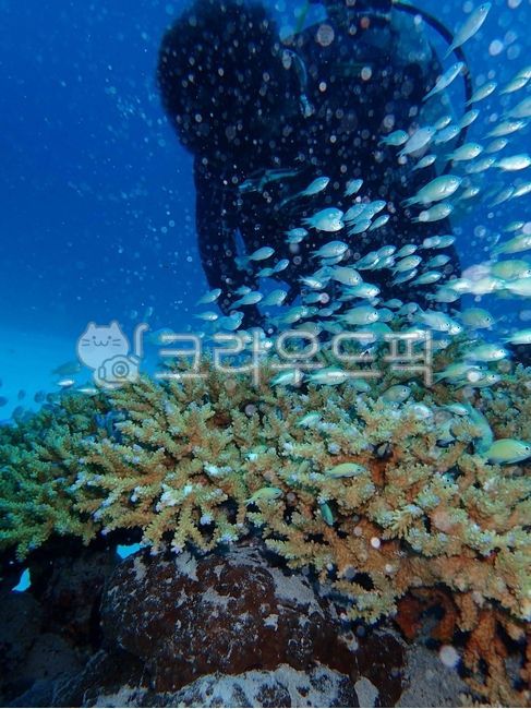스쿠버다이빙,물고기,water,물,sea,바다,ocean,대양,nature,자연,outdoors,옥외,reef,암초,animal,sealife,동물,해양생물,coralreef,산호초