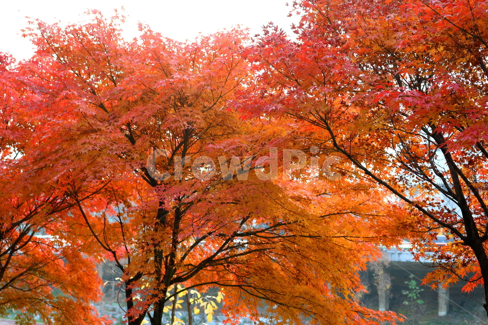 나무,단풍,단풍나무,식물,가을,자연,가을,계절,fall,autumn,season,식물,자연,plants,nature,나무,trees,wood,maple,tree,plant,leaf,잎