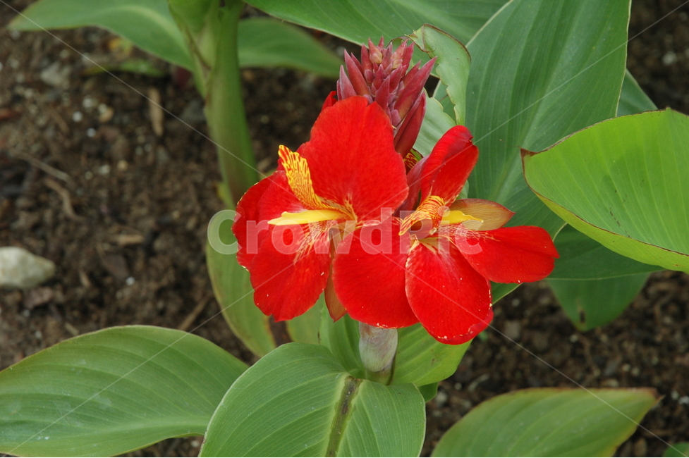 칸나,canna,cannageneralisbailey,존경,꽃,식물,자연,plants,nature,꽃,flower