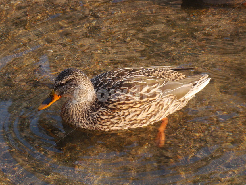 오리,조류,동물,헤엄,부리,동물,animal,조류,새,birds