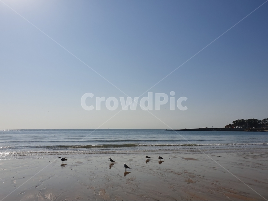 바다,파도,갈매기,해수욕장,하늘,해변,바다,beach,sea