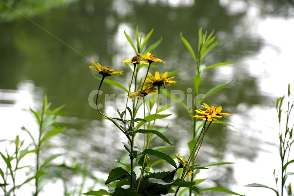 꽃,연못,자연,봄,호수,아름다움,식물,자연,plants,nature,꽃,flower
