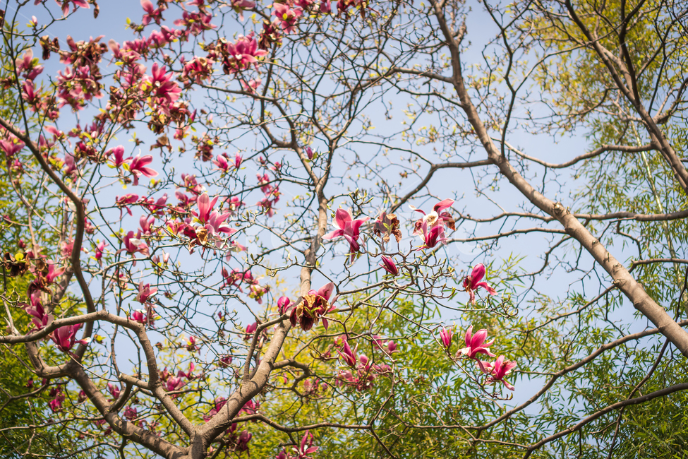 꽃,봄꽃,봄,목련,flower,nature,식물,식물,자연,plants,nature,꽃,flower