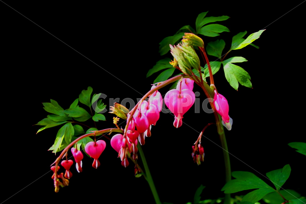 꽃,식물,봄,계절,자연,식물,자연,plants,nature,꽃,flower