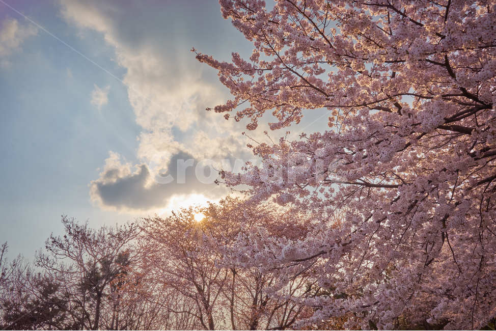 봄,벛꽃,윤산,꽃,일몰,cherryblossom,감성,인스타,오후,봄,계절,spring,season,휴식,힐링,rest,relaxation,healing,plant,식물,blossom,cherry blossom,벚꽃,flower