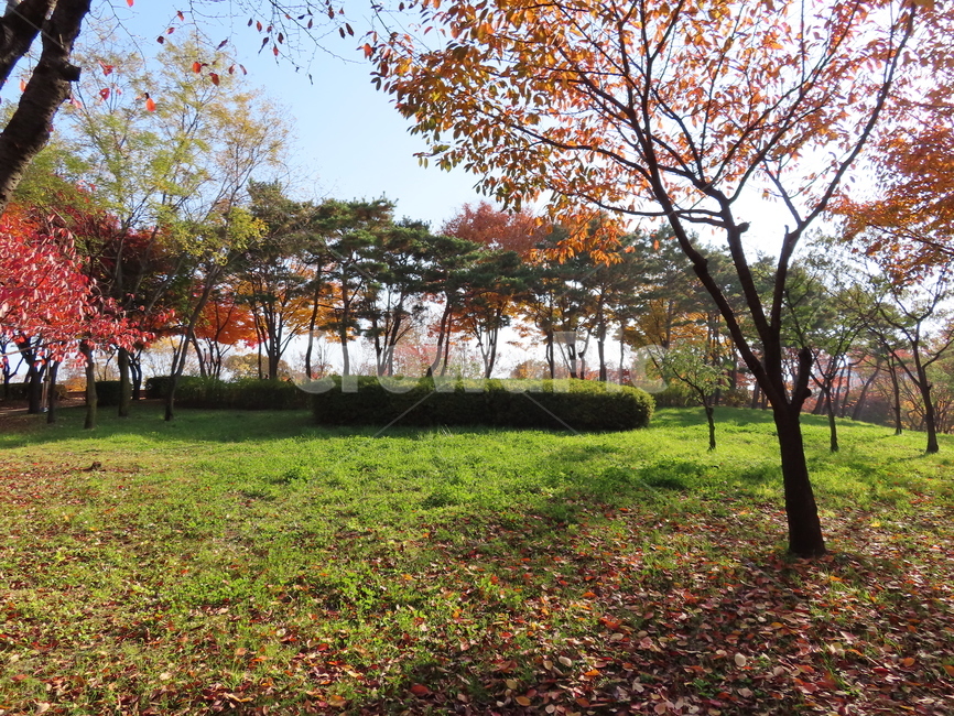 plant,식물,tree,나무,treetrunk,나무줄기,fall,가을