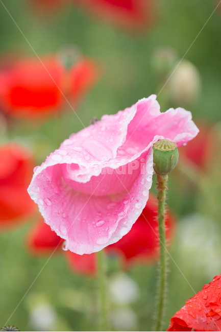 꽃,양귀비,빗방울,봄,붉은꽃,식물,자연,plants,nature,꽃,flower