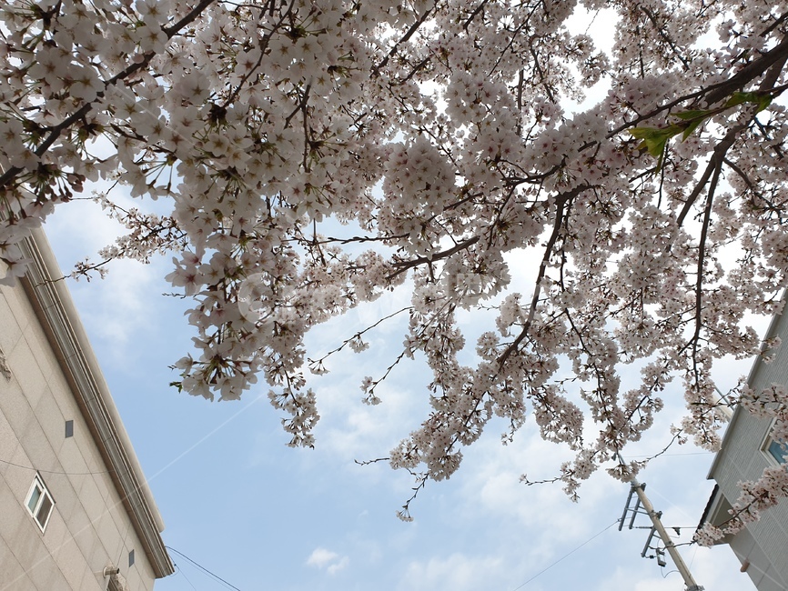 plant,식물,blossom,cherryblossom,벚꽃,flower,꽃,벗꽃나무,나무,하늘