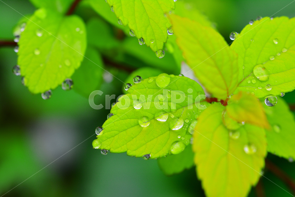 이슬,물방울,풀잎이슬,투명,빗방울,봄비,dew,water,맺히다,방울방울,plant,green,초록,싱그러운,신선한,맑은,아침이슬,해맑은,빗물,초본,영롱한,접사,마크로,클로즈업,fresh,clean,clear,natural,자연,새순,출발,start,시작,어린,연약한,순수,청정,식물,자연,plants,nature