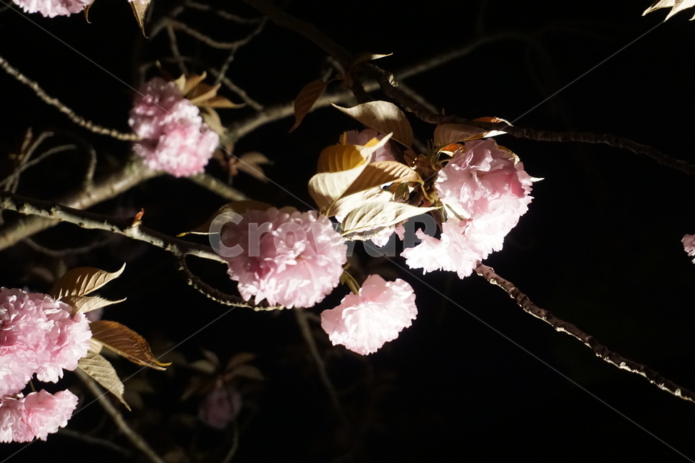 벚꽃,봄,꽃,밤,자연,cherryblossom,spring,flower,night,nature,야경,밤,풍경,nightscape,night,landscape,식물,자연,plants,nature,꽃,flower,plant,blossom