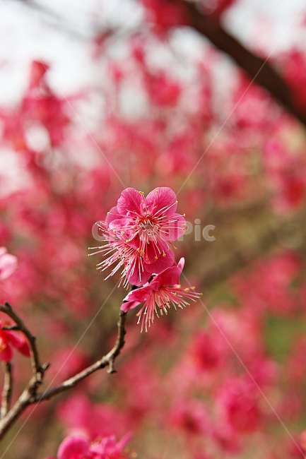 홍매화,매화,매화꽃,봄꽃,꽃,꽃잋,식물,자연,공원,봄,식물,자연,plants,nature,꽃,flower