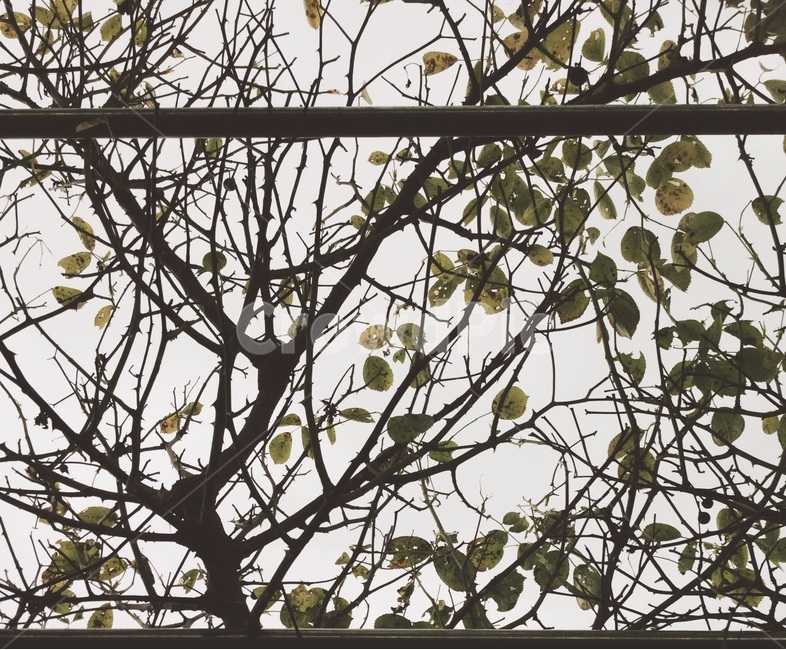 나무,텍스쳐,배경,바탕,질감,texture,background,tree,식물,자연,plants,nature