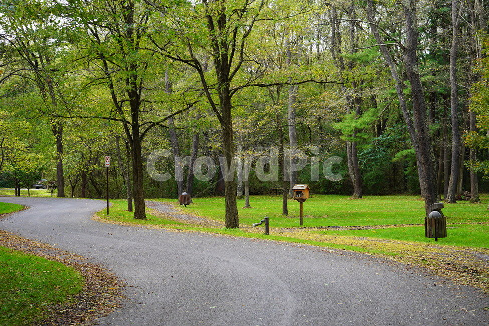 숲,거리,나무,우편함,forest,자연,풍경,nature,landscape,tree,plant,식물,asphalt,아스팔트,tree trunk,나무 줄기