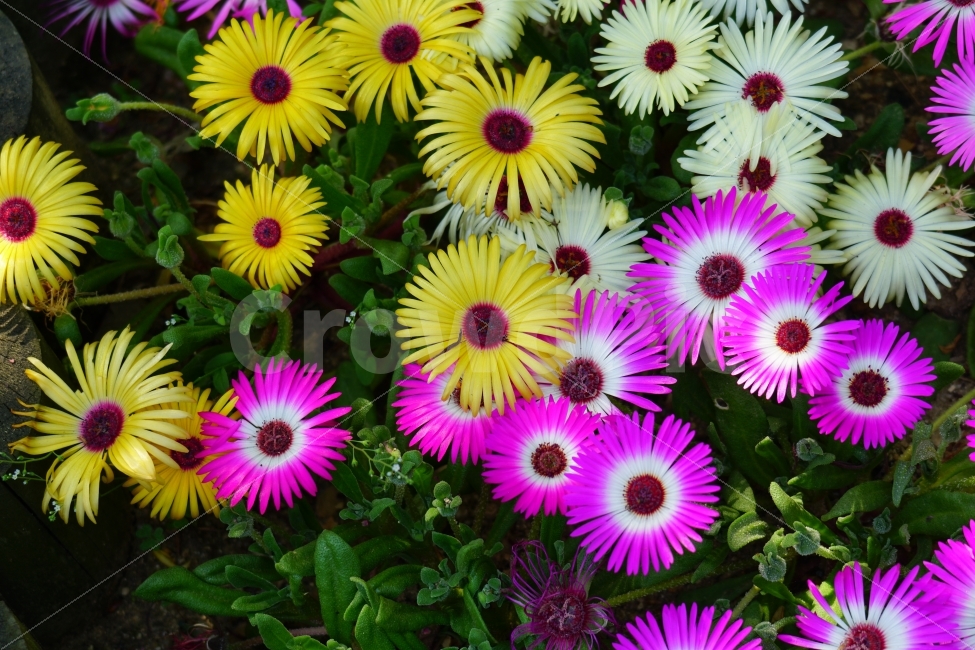 리빙스턴데이지,꽃,플라워,식물,자연,봄,5월,flower,nature,spring,꽃사진,감성,감성사진,힐링,힐링사진,느낌,분위기,화사한,화사하다,밝은,밝다,싱그러운,싱그럽다,싱싱하다,싱싱한,순수,순수하다,순수한,깨끗한,깨끗하다,깨끗,feel,feeling,식물,자연,plants,nature,꽃,flower
