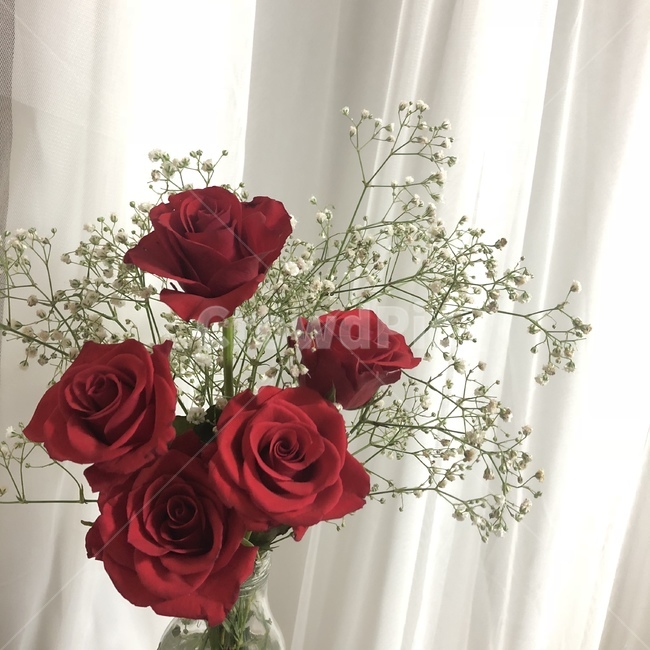 장미,rose,꽃,꽃선물,flower,꽃다발,식물