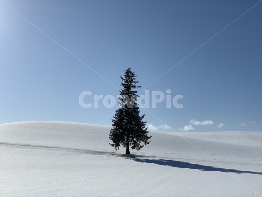 삿포로,비에이,설원,설경,자연,풍경,나무,크리스마스트리,tree,겨울,계절,winter,season,자연,풍경,nature,landscape