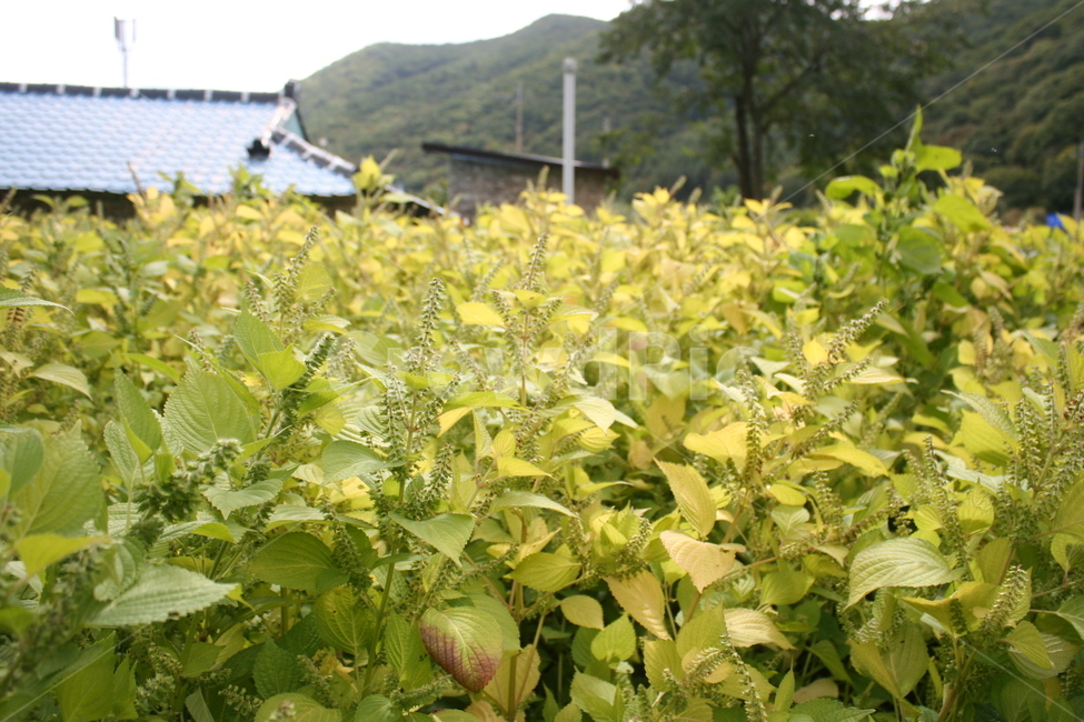 들깻닢,누런깻잎,자연,가을,깨,식물,자연,plants,nature