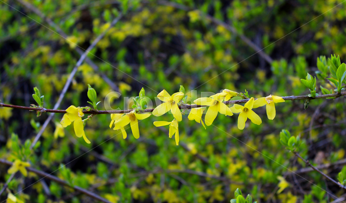 개나리,꽃,나무,식물,노란,봄,노란색,자연,계절,spring,season,plants,nature,flower,background,사람없음,배경