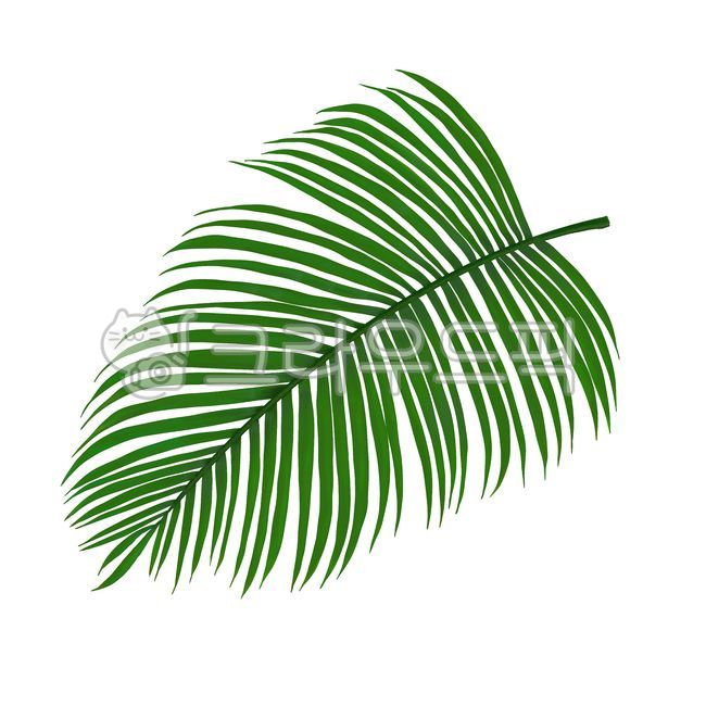 열대식물,야자수,야자수잎,트로피컬,트로피컬나뭇잎,tropical,tropicalleaves,palmtree,leaf,잎,plant,식물,green,녹색,일러스트