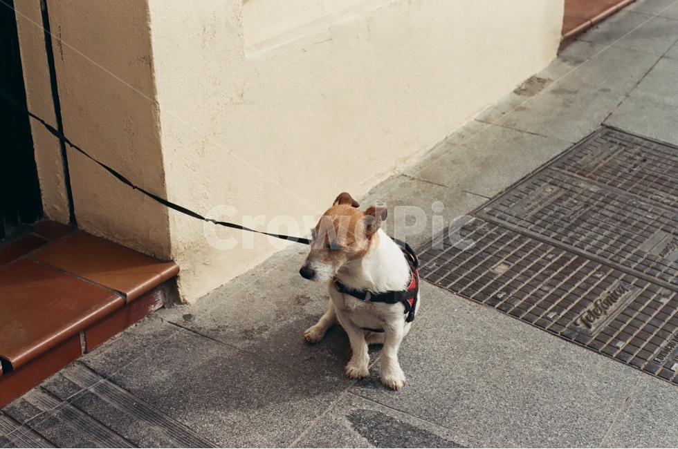강아지,동물,포유류,dog,스페인,해외,외국,도시,감성,감정,spain,landscape,world,feeling,emotion,동물,animal,포유류,mammal
