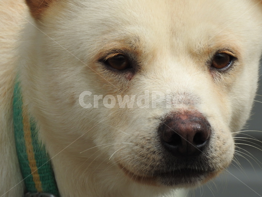 개,동물,얼굴,반려견,백구,동물,animal,포유류,mammal,개,강아지,dog,doggy