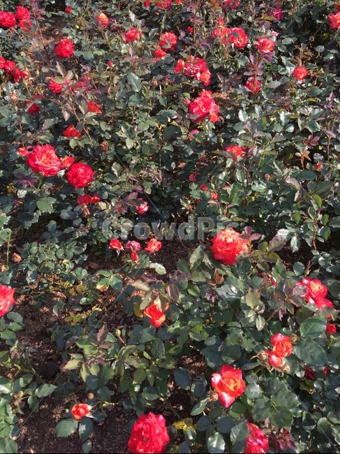 장미,꽃,식물,자연,꽃밭,빨간꽃,식물,자연,plants,nature,꽃,flower