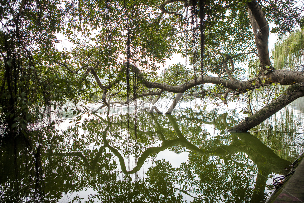 tree,나무,plant,식물,초목,나무줄기,넝쿨,자연,반영,고목,풍경,호수,녹색,감상,잔잔한,나무,trees,wood