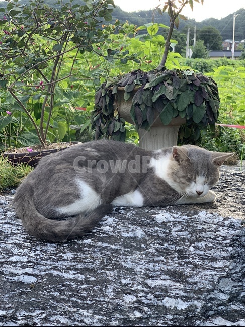 고양이,길고양이,회색고양이,cat,길냥이