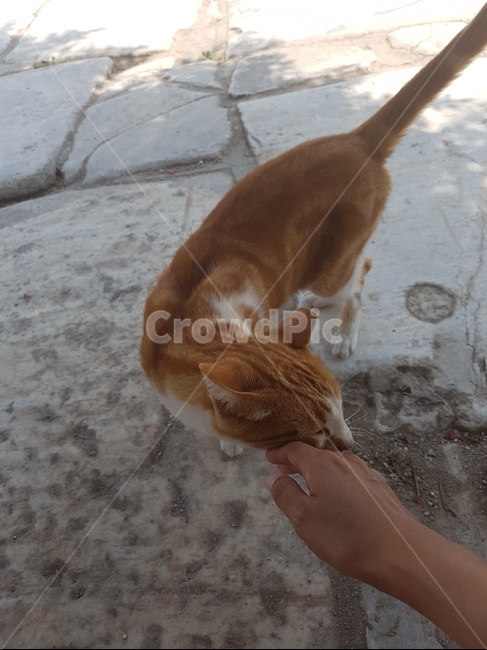 동물,귀여움,고양이,길냥이,개냥이,치즈고양이,치즈냥이,애교,손,터치