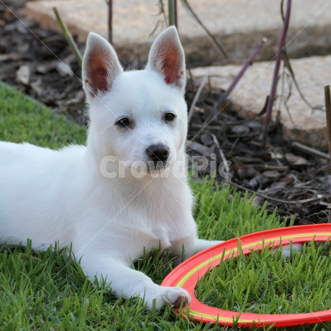 강아지,댕댕이,개,아기강아지,흰강아지,dog,puppy,whitedog,발발이,잡종,믹스견,잔디밭,풀밭,잔디밭위강아지,pet,grass,animal,동물,귀여움,cute,lovely,사랑스러움,귀여운강아지,cutedog,사랑스러운강아지,lovelydog,동물,animal,포유류,mammal,개,강아지,dog,doggy
