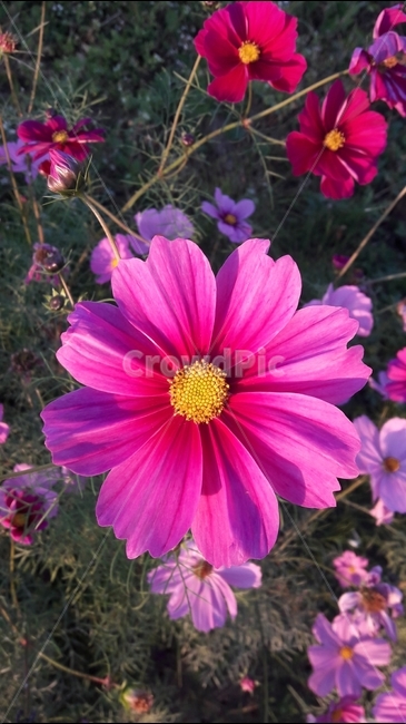 가을,코스모스,꽃,식물,분홍,가을,계절,fall,autumn,season,식물,자연,plants,nature,꽃,flower,plant,petal,꽃잎,blossom