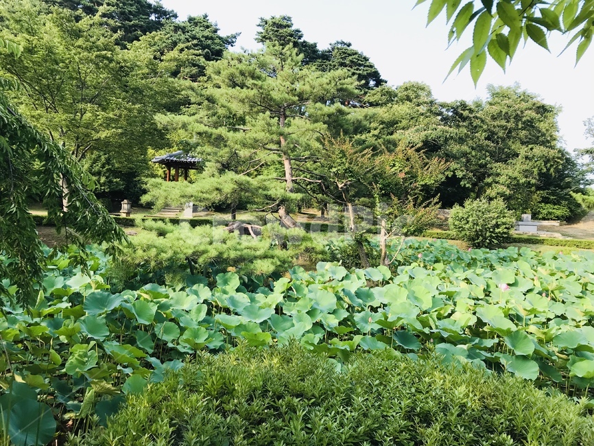 식물,plant,연꽃,푸르른,가든,정원,자연,풍경,nature,landscape