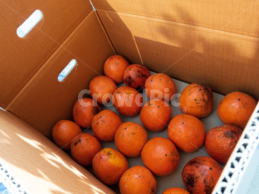 감,과일,홍시,가을,주황,오렌지,음식,맛있는,익은,식물,박스