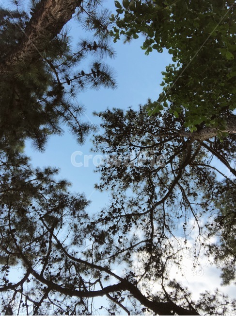 소나무,그늘,하늘,나무,tree,초록,green,자연,풍경,nature,landscape,plant,식물