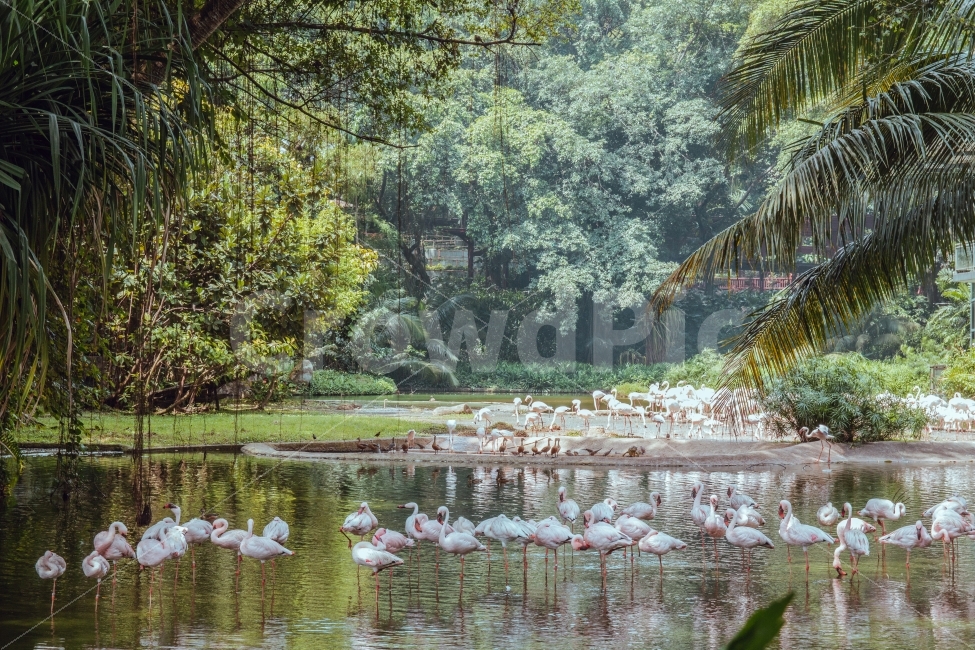 새,플라밍고,동물,공원,숲,동물원,싱가포르,자연,bird,framingo,singapore,자연,풍경,nature,landscape,휴식,힐링,rest,relaxation,healing,해외,외국,세계,foreign,oversea,world,동물,animal,조류,새,birds,감성,sensible,feeling,outdoors,옥외,land,땅,water,물